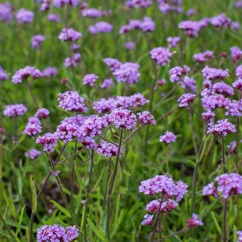 Jätteverbena 'Lollipop' (Verbena bonariensis)